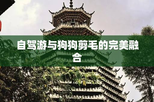 自驾游与狗狗剪毛的完美融合