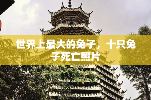 世界上最大的兔子，十只兔子死亡照片