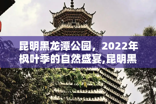 昆明黑龙潭公园，2022年枫叶季的自然盛宴,昆明黑龙潭公园，2022年昆明黑龙潭的枫叶