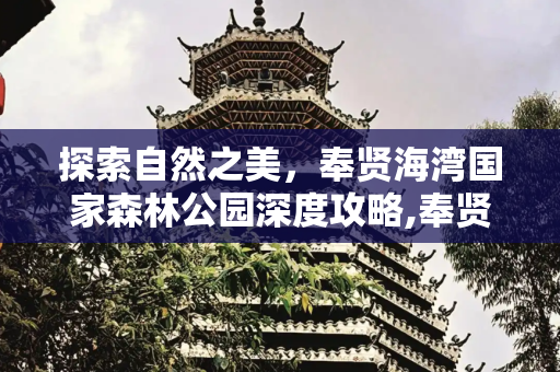 探索自然之美，奉贤海湾国家森林公园深度攻略,奉贤海湾国家森林公园，奉贤海湾国家森林公园攻略