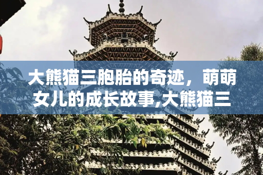 大熊猫三胞胎的奇迹，萌萌女儿的成长故事,大熊猫三胞胎，大熊猫三胞胎萌萌女儿